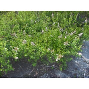 Spiraea alba var. latifolia (syn. Spirea latifolia)